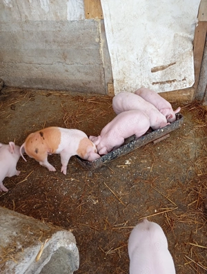 Pentru mai multe detali la telefon - imagine 4