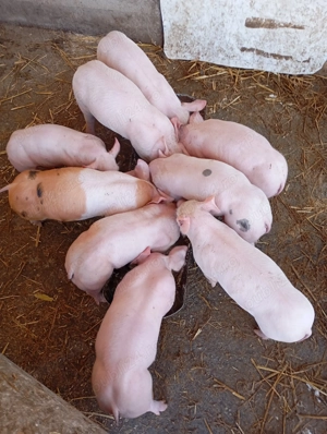 Pentru mai multe detali la telefon - imagine 3