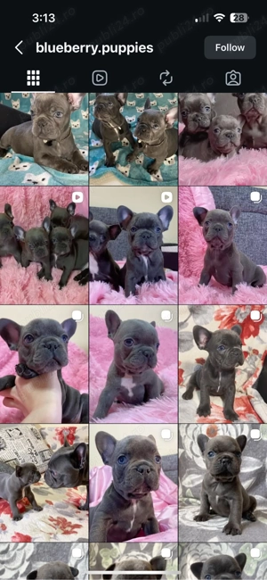 Mini catelusi Chihuahua - imagine 5