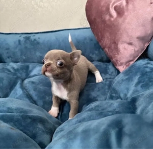 Mini catelusi Chihuahua - imagine 3