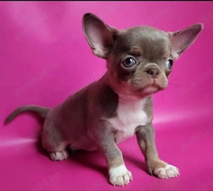 Mini catelusi Chihuahua - imagine 2