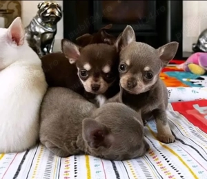Mini catelusi Chihuahua - imagine 4