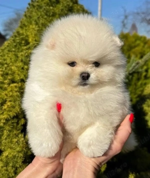 pui de pomeranian Catelusi Zwergspitz  - imagine 2