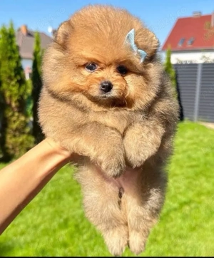 pui de pomeranian Catelusi Zwergspitz  - imagine 5