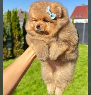 pui de pomeranian Catelusi Zwergspitz  - imagine 4