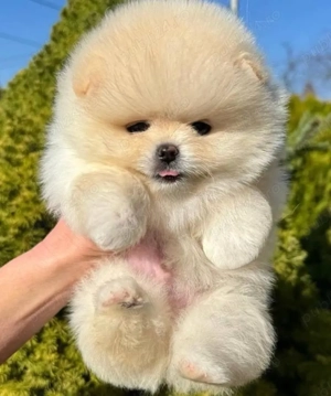 pui de pomeranian Catelusi Zwergspitz  - imagine 3