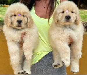 Cățeluși Golden Retriever - imagine 3