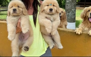 Cățeluși Golden Retriever - imagine 2