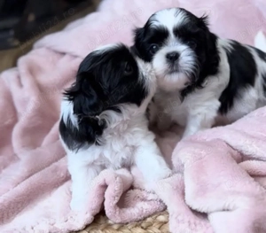 Mini catelusi Shih Tzu - imagine 4