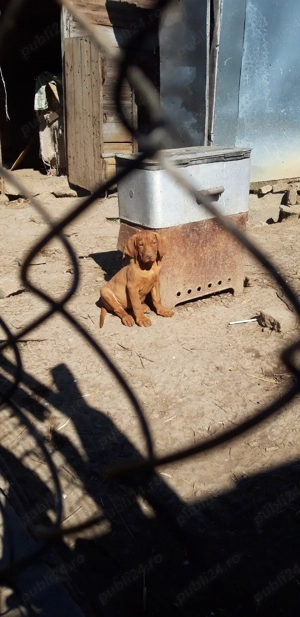 catei vizsla vijla maghiara - imagine 4