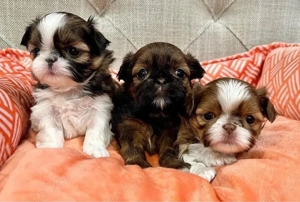 Mini catelusi Shih Tzu - imagine 3