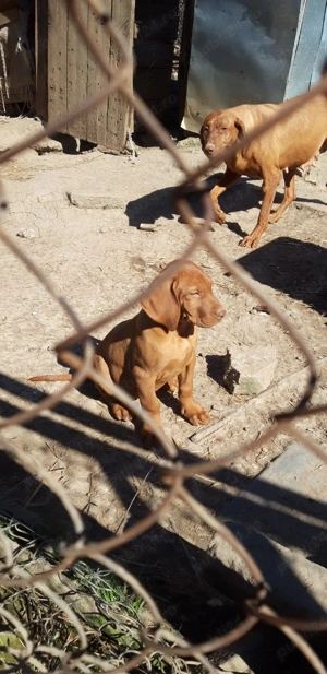 catei vizsla vijla maghiara - imagine 5