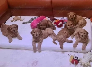 Cățeluși Cockapoo