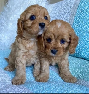 Cățeluși Cockapoo - imagine 3