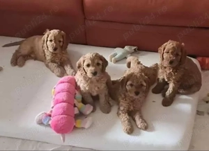 Cățeluși Cockapoo - imagine 2