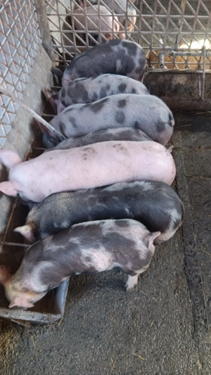 vind purcei de 7 saptamani 