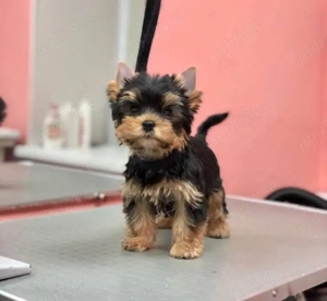 Mini catelusi Yorkshire Terrier - imagine 3