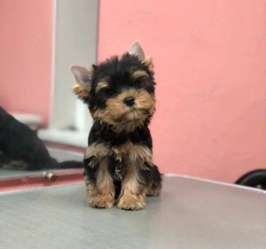 Mini catelusi Yorkshire Terrier - imagine 2