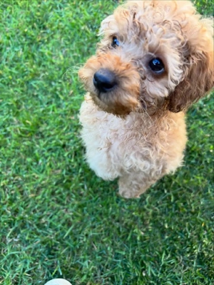 Căței de pudel - imagine 4