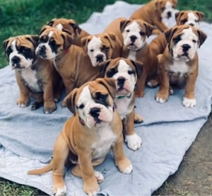 Cățeluși de buldog englez - imagine 4