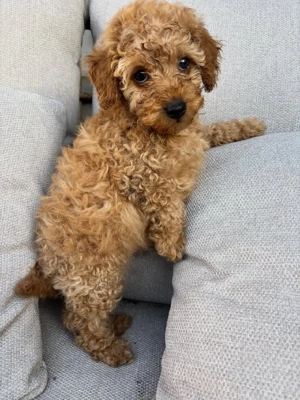 Căței de pudel - imagine 5