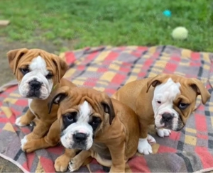 Cățeluși de buldog englez - imagine 2