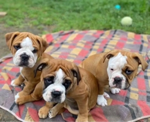 Cățeluși de buldog englez - imagine 3