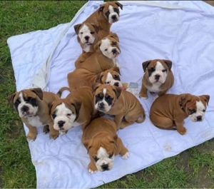 Cățeluși de buldog englez