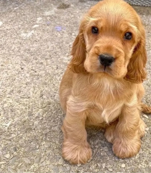 Cocker spaniel Cățeluși - imagine 4