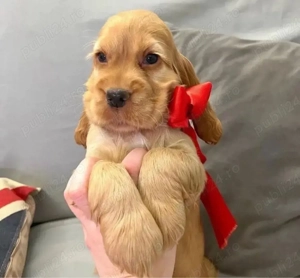 Cocker spaniel Cățeluși - imagine 2