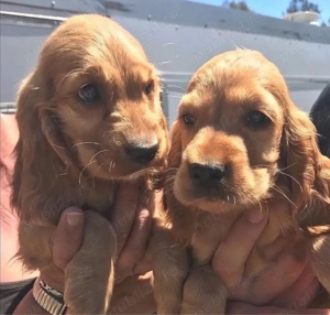 Cocker spaniel Cățeluși - imagine 3