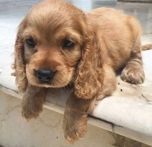 Cocker spaniel Cățeluși - imagine 5