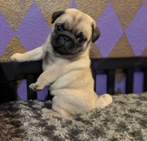 cățeluș pug-mops - imagine 4