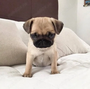 cățeluș pug-mops - imagine 3