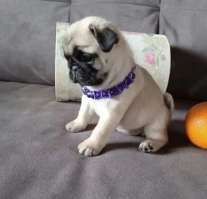 cățeluș pug-mops - imagine 2