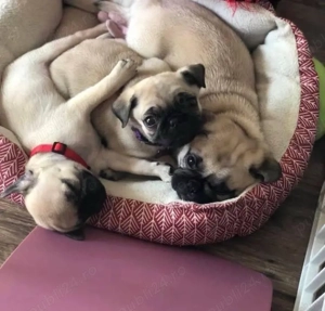 cățeluș pug-mops - imagine 5