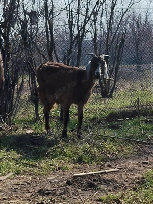 Oferta capre si iezi, anglo-nubian, 10 bucati, conform descrierii