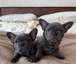 Cățeluși de buldog francez - imagine 4