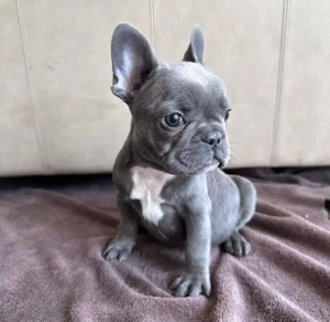 Cățeluși de buldog francez - imagine 5