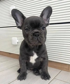 Cățeluși de buldog francez - imagine 3