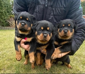 catelusi rottweiler