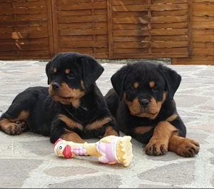 catelusi rottweiler - imagine 3
