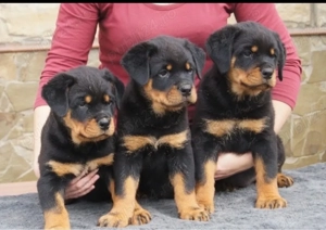catelusi rottweiler - imagine 2