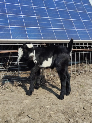 Oferta capre si iezi, anglo-nubian, 10 bucati, conform descrierii + CADOU ! - imagine 5