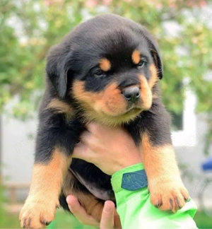 catelusi rottweiler - imagine 4
