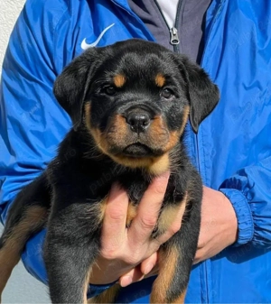 catelusi rottweiler - imagine 5