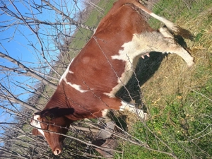 Vacă de vânzare  - imagine 4