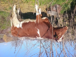 Vacă de vânzare  - imagine 3