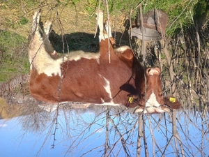 Vacă de vânzare  - imagine 2