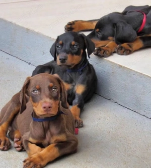 catelusi Doberman - imagine 3
